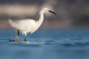 Little Egret
