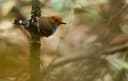 Common Scale-backed Antbird