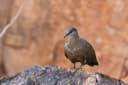 White-quilled Rock-Pigeon