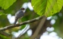Red-thighed Sparrowhawk