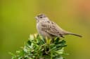 Golden-crowned Sparrow