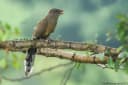 Sirkeer Malkoha