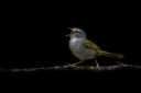 White-browed Warbler