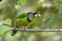Fire-tufted Barbet
