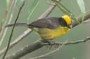 Golden-crowned Brushfinch
