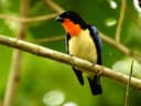 Orange-throated Tanager