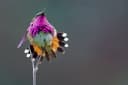 Wine-throated Hummingbird