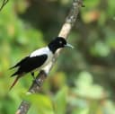 Silver Oriole