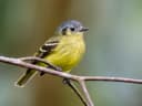 Ashy-headed Tyrannulet