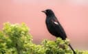 Tricolored Blackbird