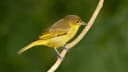 Yellow-backed Tanager