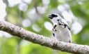 Gray-and-gold Tanager