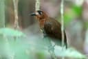 Pale-faced Bare-eye