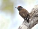 Varzea Piculet