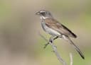 Sagebrush Sparrow
