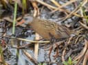 Ecuadorian Rail