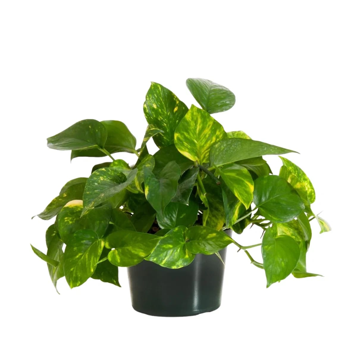 Golden Pothos Source: Wayfair