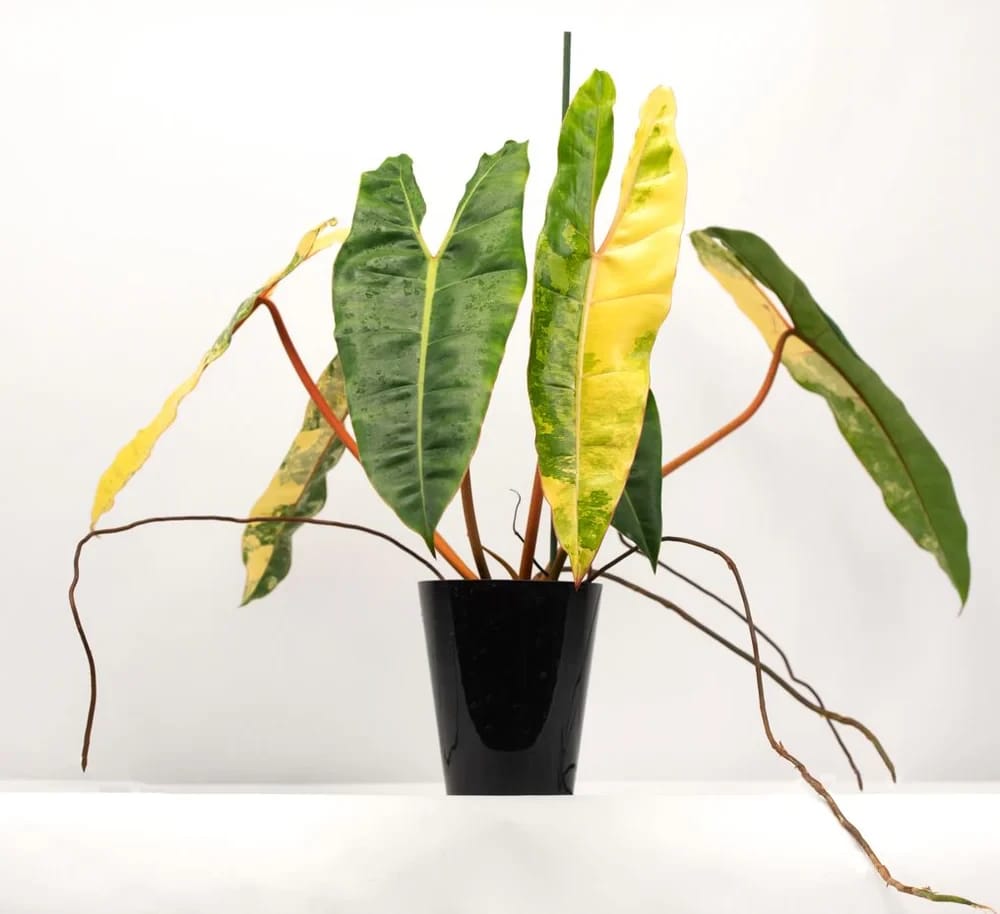 Philodendron spiritus-sancti Source: Orchids Shop