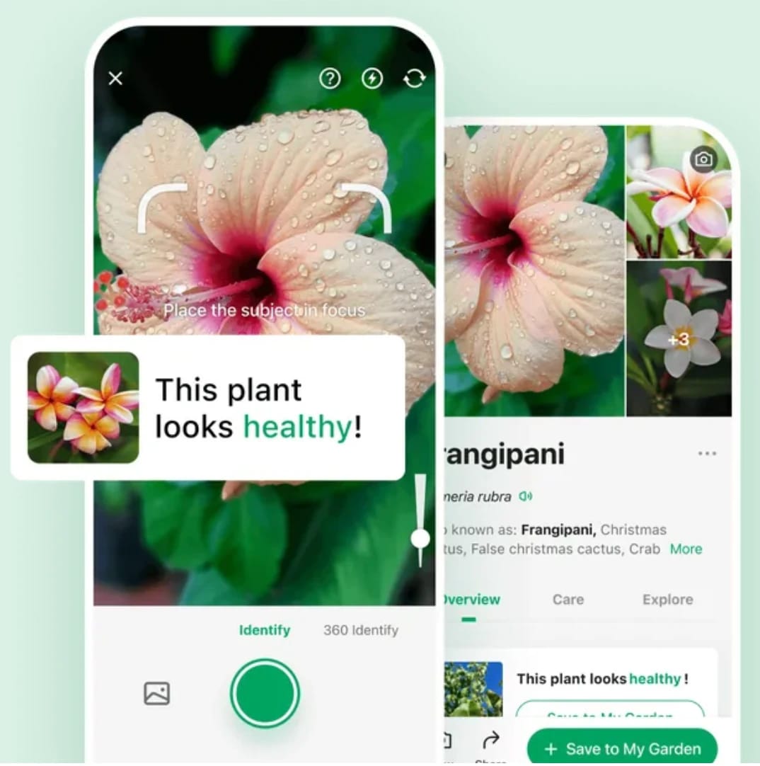 Image of PictureThis plant identification and disease treatment.