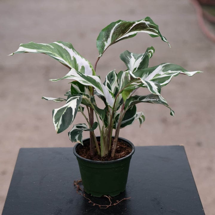 Image courtesy of gabriellaplants.com