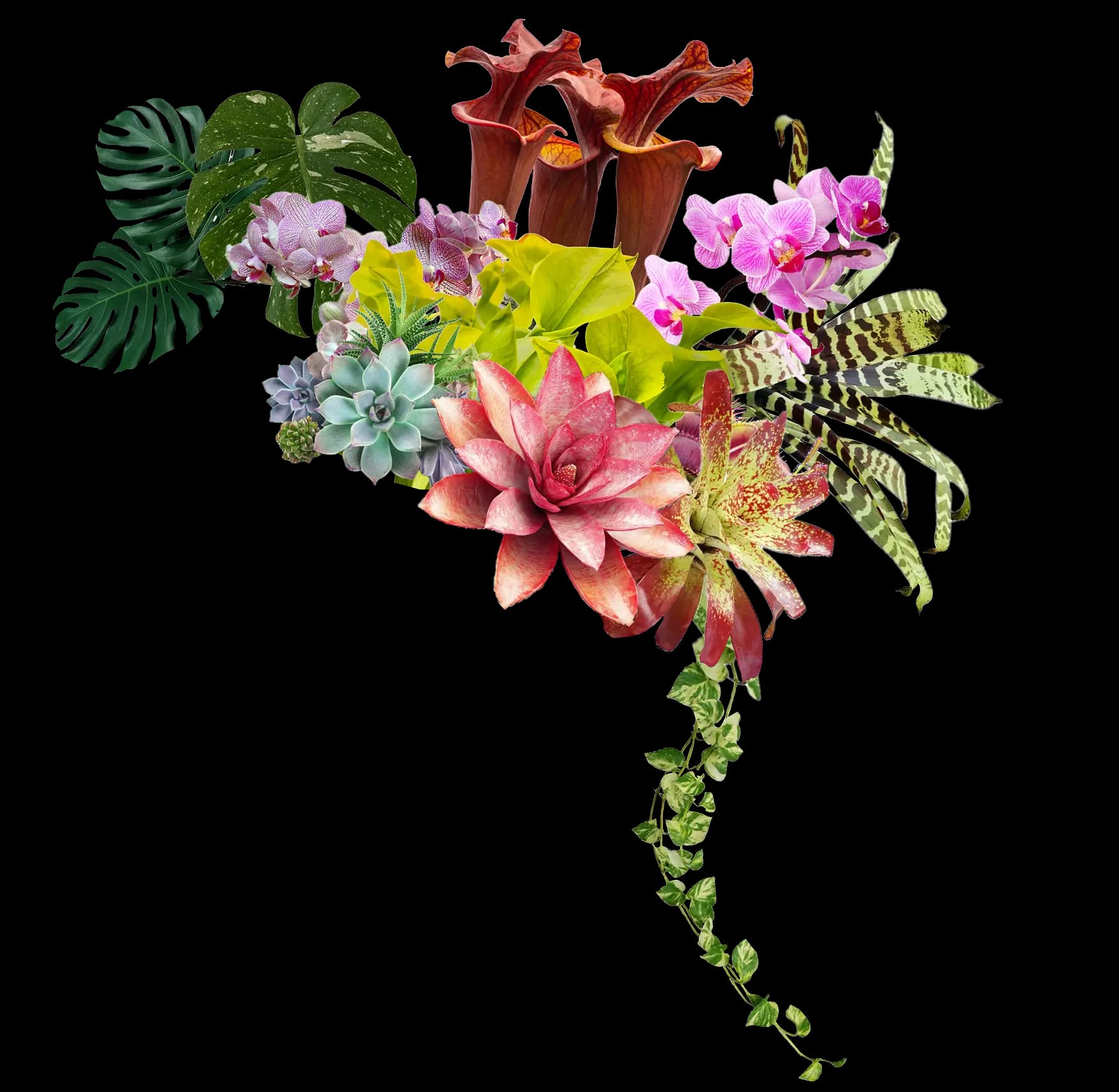 Plant collection hero background