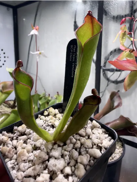 Purpurascens Heliamphora Bcp Species