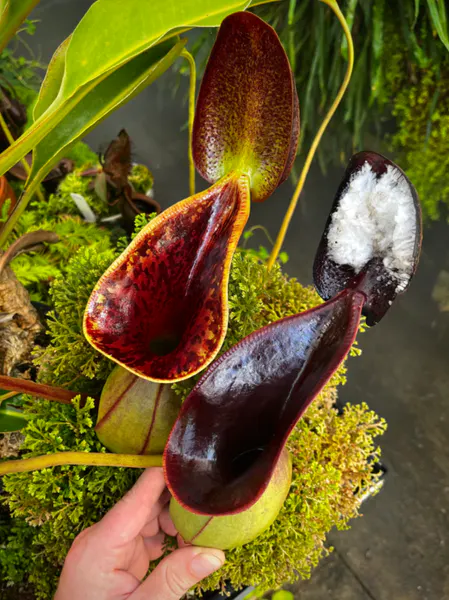 Low’s Pitcher Plant Nepenthes Lowii Species
