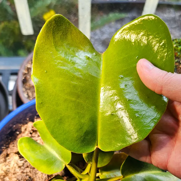 Asian Pitcherplant Nepenthes Truncata Species