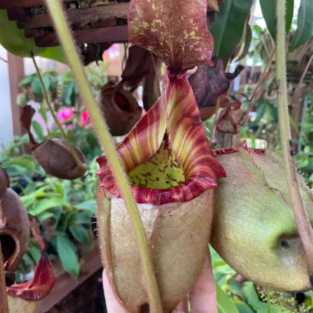 Tropical Pitcher Plant Nepenthes Hybrid Rajah X Veitchii Rajah Veitchii