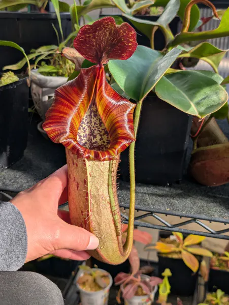 Nepenthes {(lowii X Veitchii) X Boschiana} X Veitchii "candy Dreams" Hybrid