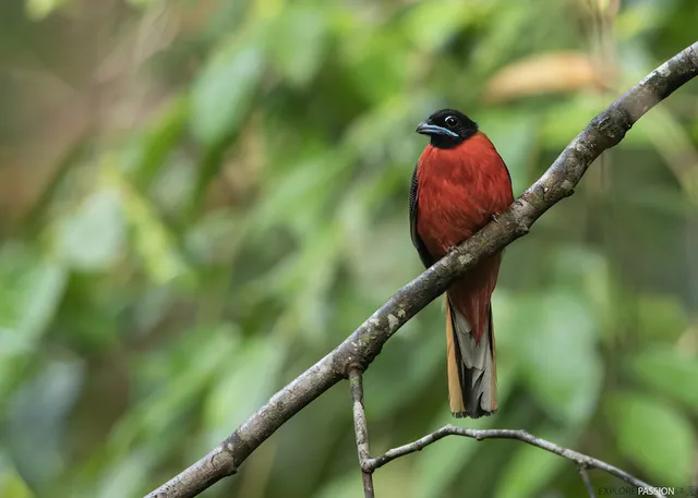 Cinnamon-rumped Trogon