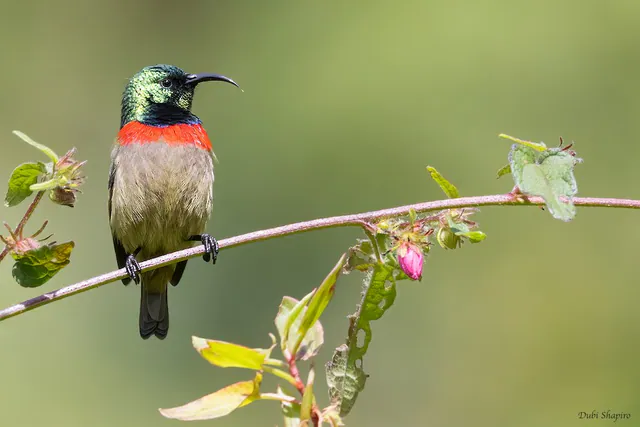 Usambara Double-collared Sunbird