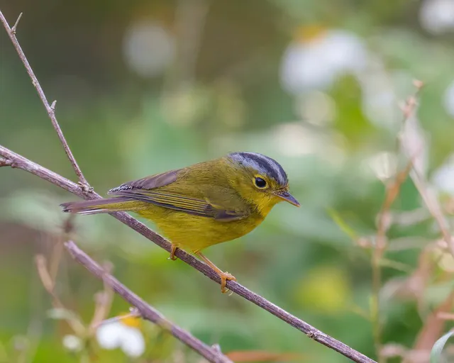Gray-crowned Warbler