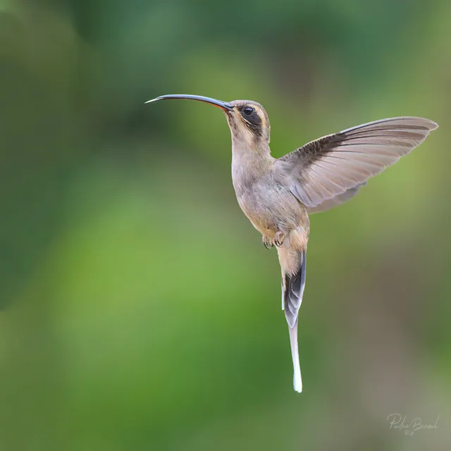 Pale-bellied Hermit
