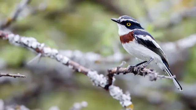 Western Black-headed Batis