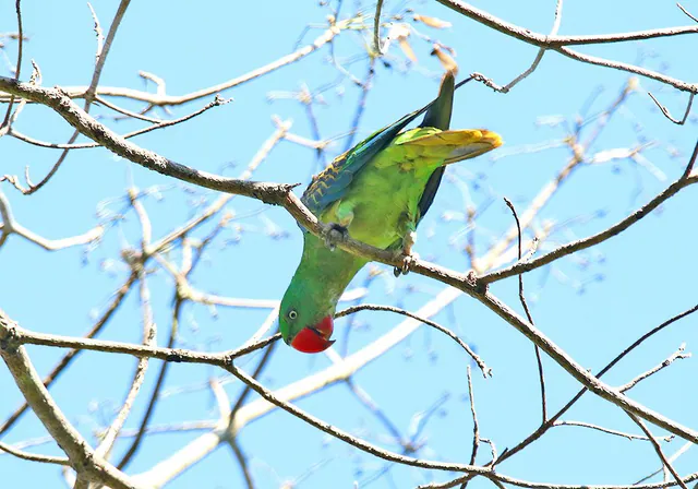 Great-billed Parrot
