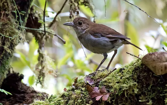 Greater Ground-Robin