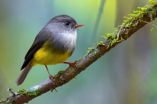 Yellow-bellied Flyrobin