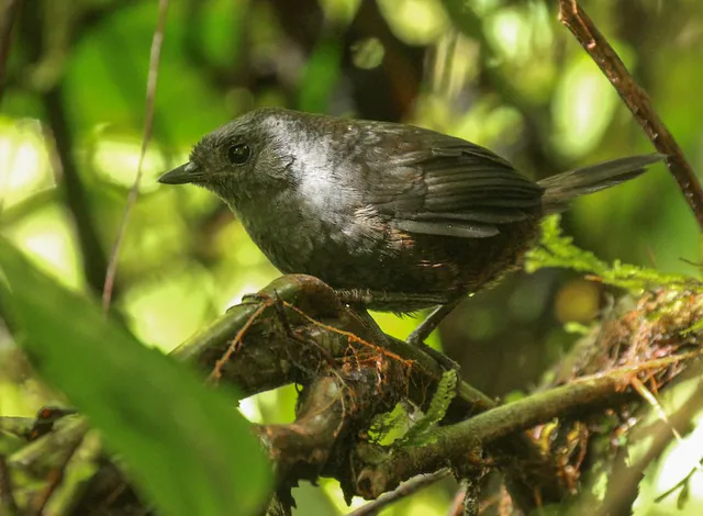 Nariño Tapaculo