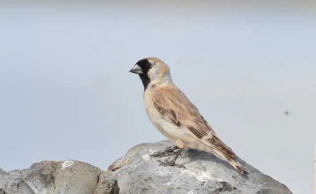 Pere David's Snowfinch