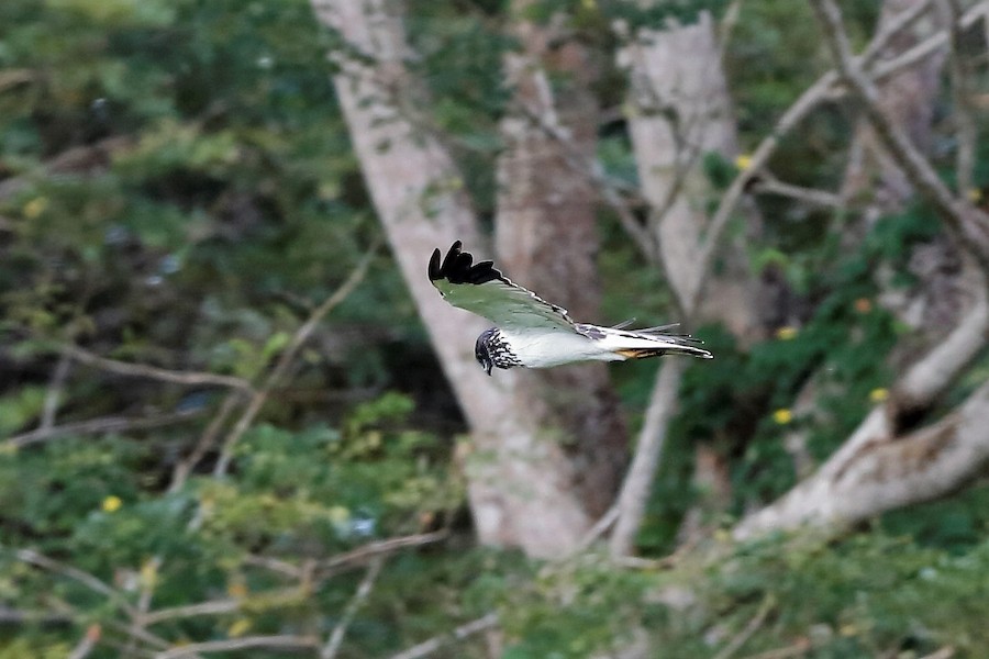 Papuan Harrier