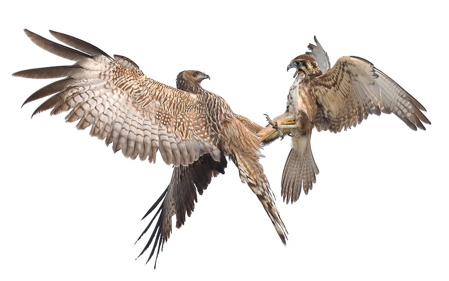 Spotted Harrier
