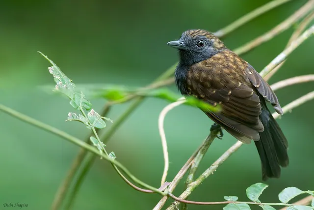Spiny-faced Antshrike