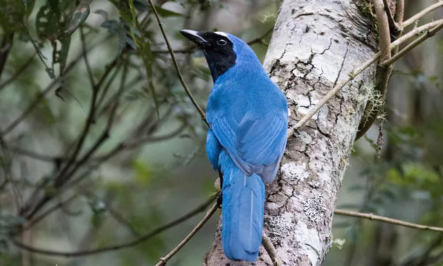 White-collared Jay