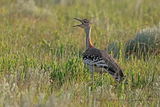 Denham's Bustard