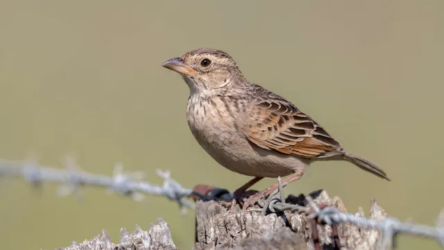 Singing Bushlark