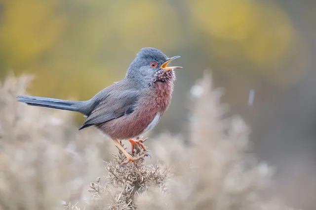 Dartford Warbler