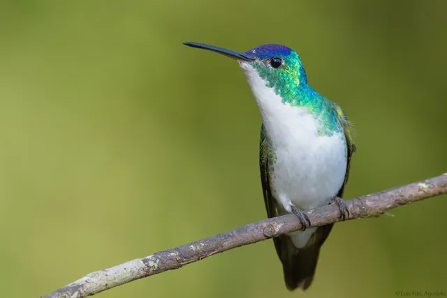 Andean Emerald