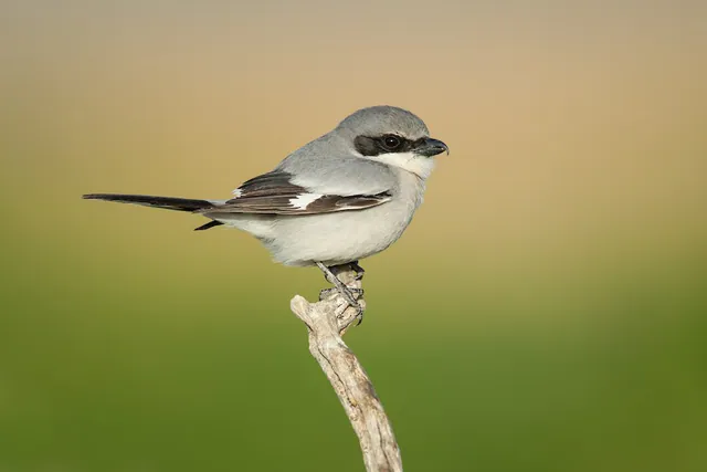 Loggerhead Shrike