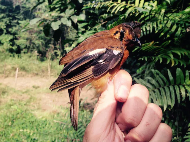 Black-eared Ground-Thrush